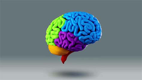 3D Animated Human Brain Loop 37983858 Stock Video at Vecteezy