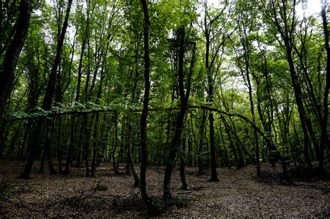 Hoia Baciu Forest: World's Most Haunted Forest - Amy's Crypt