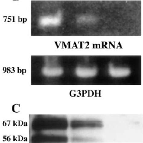 Schematic view of the mechanism of action of VMAT2 gene along with its... | Download Scientific ...