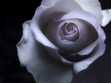 Black And White Rose Flower Macro Photography Photograph by Artecco ...