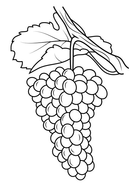 Grapes Vineyard Coloring Page - 280+ Crafter Files