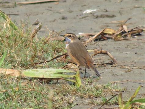 Confessions of a Global Birder: Some birds of Okhla Bird Sanctuary, New Delhi, India (Pt 2)