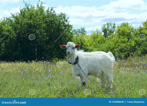 White Goat Outdoors. Goat Standing in Farm Pasture. Shot of a Herd of Cattle on a Dairy Farm ...