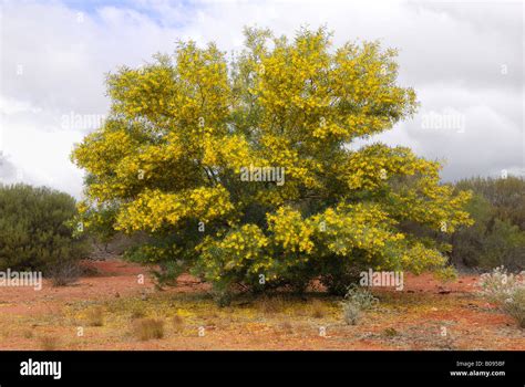 Wattle Tree Stock Photos & Wattle Tree Stock Images - Alamy