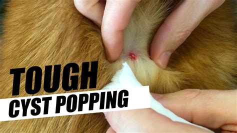 Dog Gets Tough Cyst Popping - YouTube