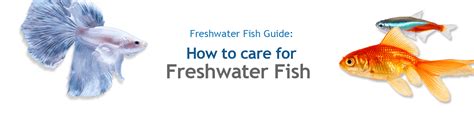 How to care for Freshwater Fish