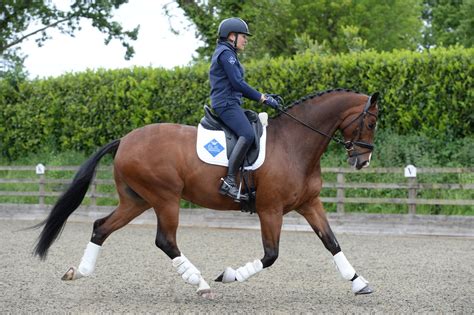 Three exercises to improve your horse's core strength and engagement ...