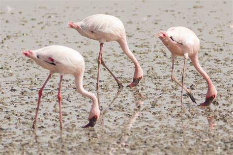 Little Rann of Kutch | Rahul Alvares