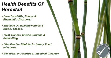 Horsetail: Benefits, Side Effects, Interaction And More