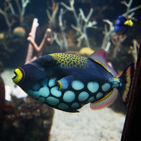 Colorful Fish | Saltwater aquarium fish, Colorful fish, Beautiful sea creatures
