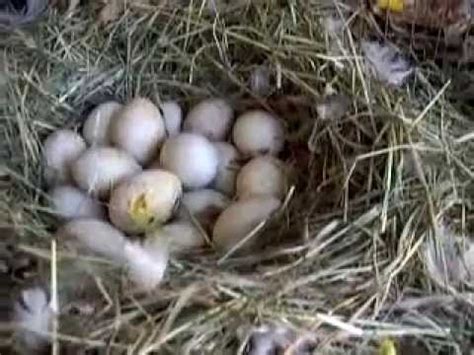 Pekin Duck Eggs - YouTube