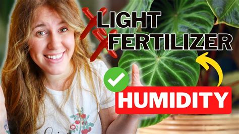 Humidity for Houseplants Explained With Science. Why Grow Lights Will ...