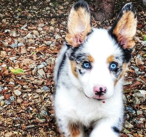 Pembroke Welsh Corgi Puppy for Sale - Adoption, Rescue for Sale in ...