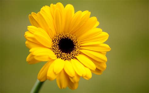 Hd Yellow Flowers Wallpapers