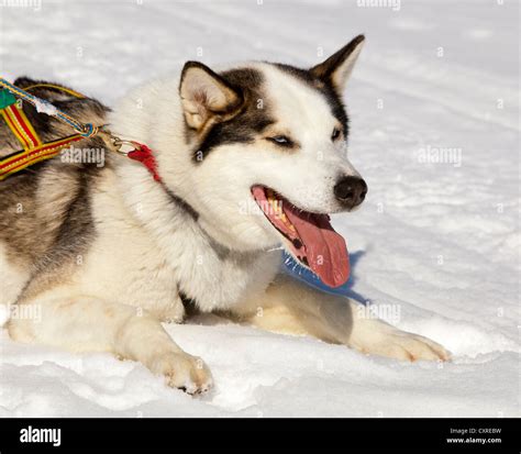 Sled dog, lead dog, Alaskan Husky, in harness, panting, resting in snow, frozen Yukon River ...