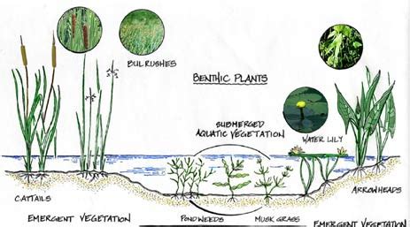 BRIDGING THE WATERSHED - benthic plants