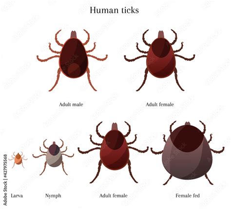 Stages of tick development, adult female, male, larva, nymph, fed female tick, information about ...