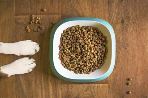 Best Kibble for Dogs with Allergies or Sensitive Stomachs in 2021