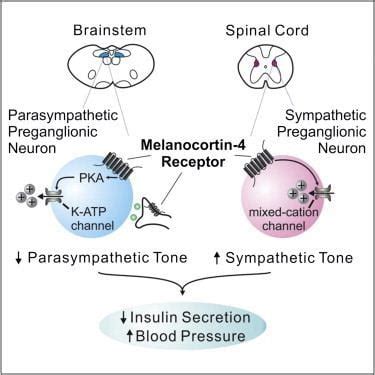 Melanocortin 4 receptor - Alchetron, the free social encyclopedia