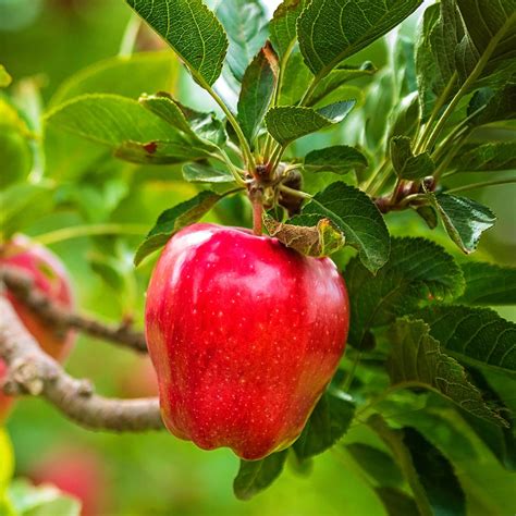 1 Gal. Red Delicious Apple Tree-APPRED01G - The Home Depot