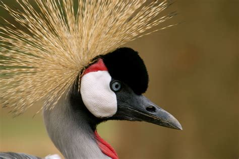 Crested Crane, Uganda | Wildlife photography, Gorilla trekking, Uganda