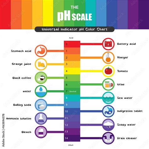 The pH scale Universal Indicator pH Color Chart diagram Stock Vector | Adobe Stock