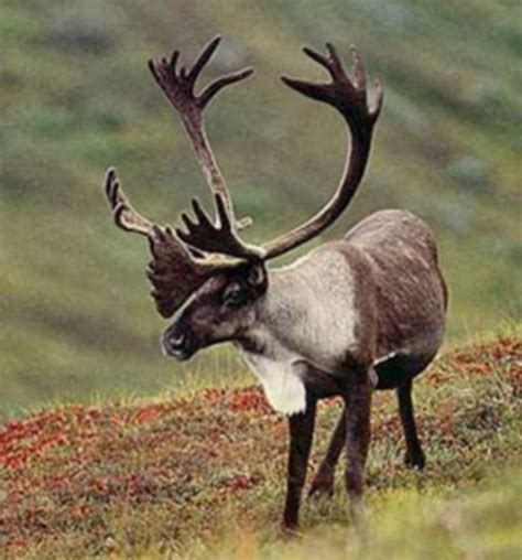 Greenland: Plants, Animals, and Climate | hubpages