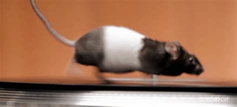 rats gifs | WiffleGif