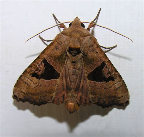 Moth, Insects, Butterfly