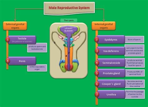 Educative diagrams: Male Reproductive System