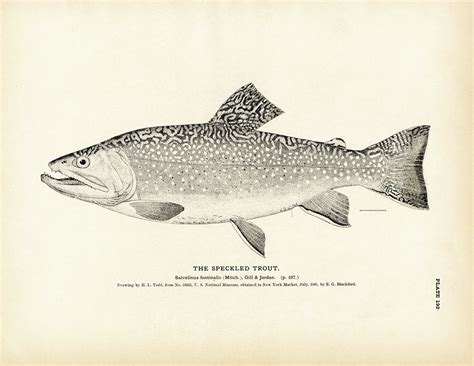 Speckled Trout - 1884 Fine Art Paper Print 8.5x11 Inch - Muir Way