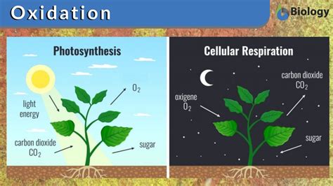 Oxidation Definition and Examples - Biology Online Dictionary