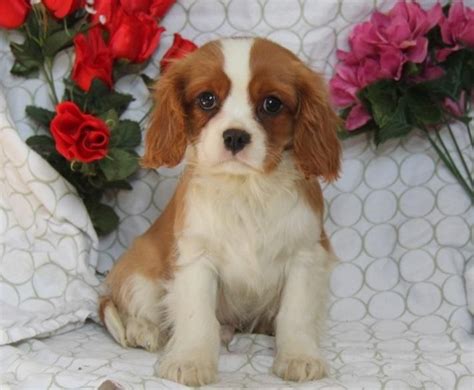 Cavalier King Charles Spaniel Puppies For Sale | San Jose, CA #153125