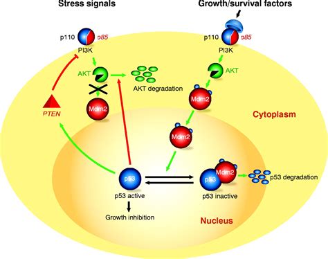 Apoptosis - the p53 network | Journal of Cell Science