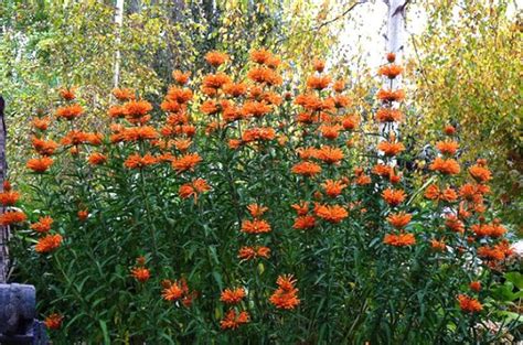 Leonotis Leonurus Care And Growing Guide