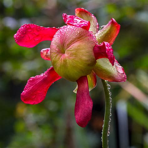 American Pitcher Plant | San Diego Zoo Animals & Plants