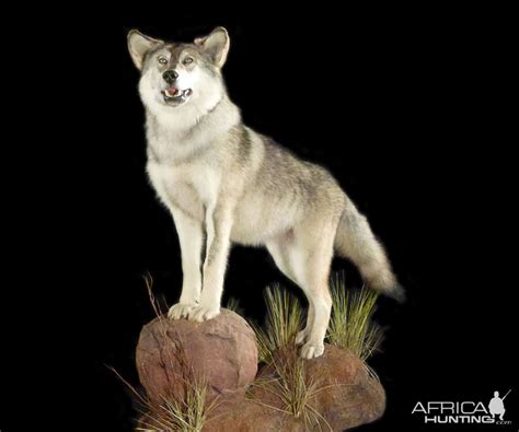 Wolf Full Mount Taxidermy | AfricaHunting.com