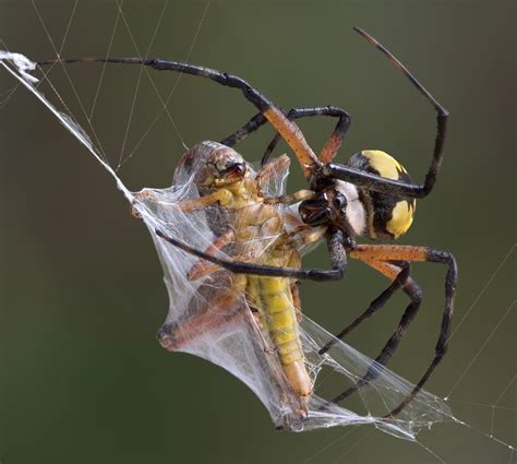 WORLD'S STRONGEST SPIDER WEBS - Gallery | eBaum's World