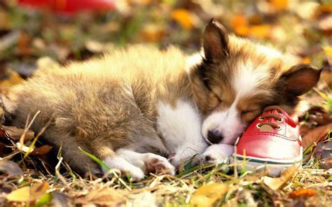 Fall Puppies Wallpapers - Wallpaper Cave