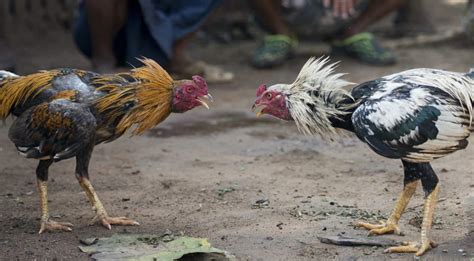 History of Chicken - Learn About The Origins of Chicken