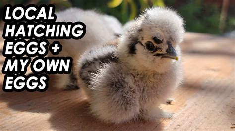 Hatching Silkie Eggs | My Silkies | Bantams - YouTube