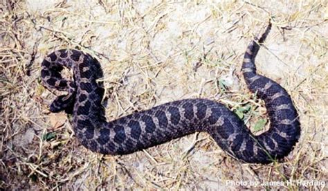 DNR: Season for sightings of Michigan's only venomous snake - WXYZ.com