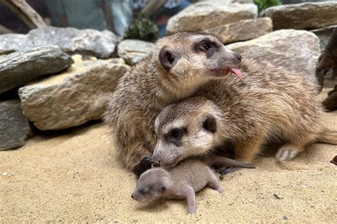 3 meerkat pups born at Smithsonian National Zoo, a first in 16 years - WTOP News