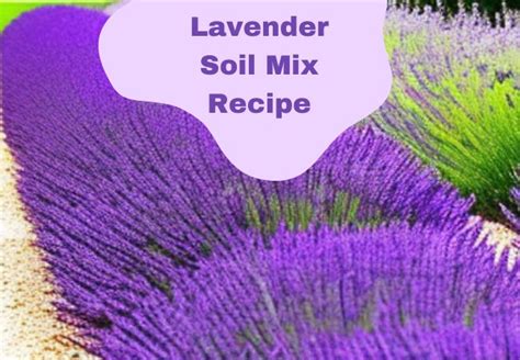Lavender Soil Mix Recipe | Flowersandflowerthings