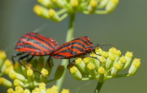 Free Images : nature, flower, insect, botany, yellow, flora, fauna ...