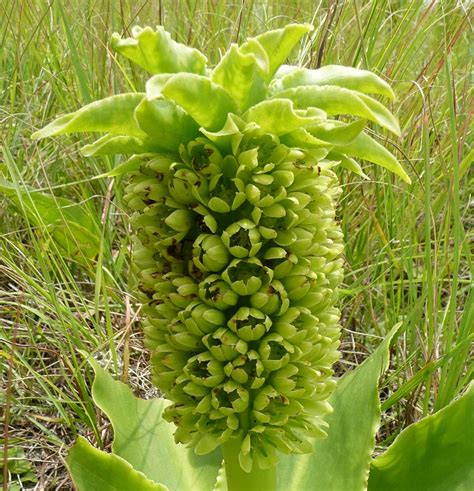 Eucomis autumnalis - Wildflower Nursery