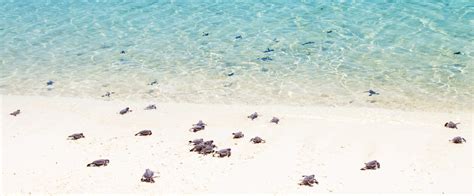 Topside Turtle Conservation: 7 Sites for Turtle Nesting