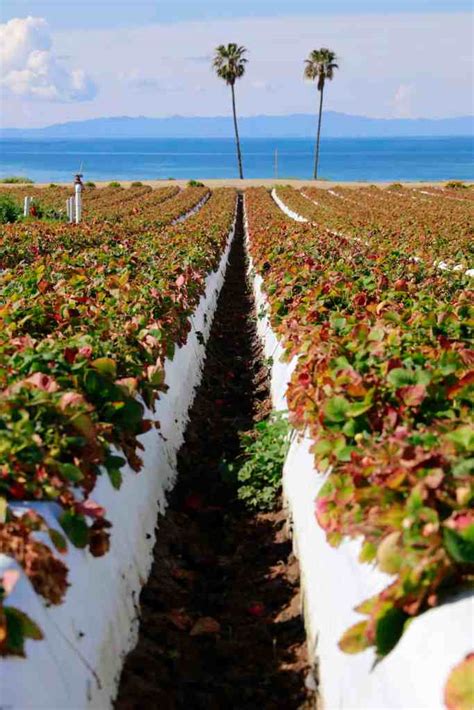 A Visit To A California Strawberry Farm - ¡HOLA! JALAPEÑO