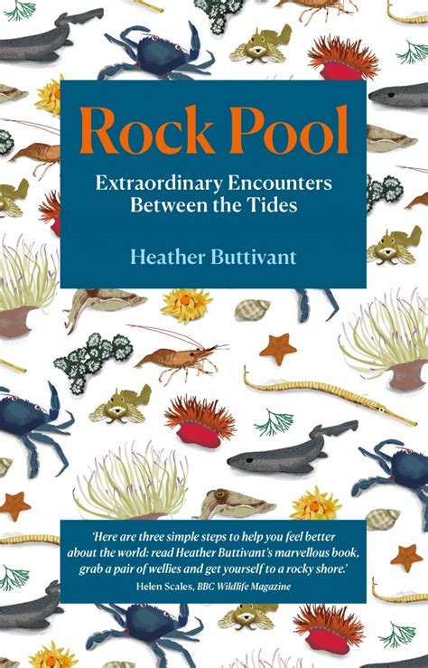 Rock Pool: Extraordinary Encounters Between the Tides