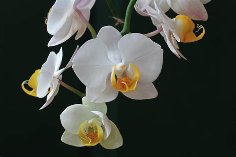 White Flowers Orchids Photograph by Juergen Roth - Fine Art America